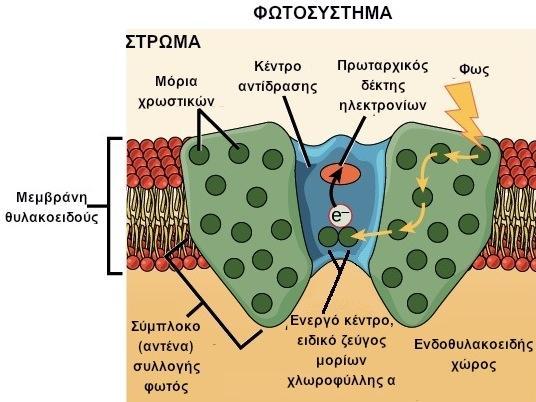 Υπάρχουν διάφοροι τύποι χλωροφύλλης (a, b, c και d) ανάλογα με το είδος του οργανισμού όμως όλοι έχουν οπωσδήποτε χλωροφύλλη-α.