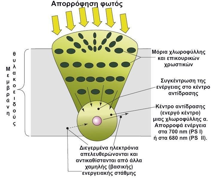φωτοσύστημα των θυλακοειδών μεμβρανών του χλωροπλάστη,