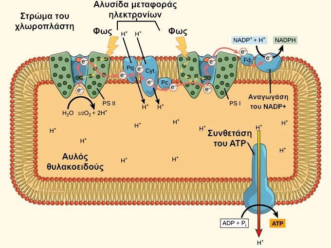 Τα ηλεκτρόνια αυτά αναπληρώνουν τα 2 ηλεκτρόνια που απελευθερώνει το Ρ680 λόγω των φωτονίων (2).