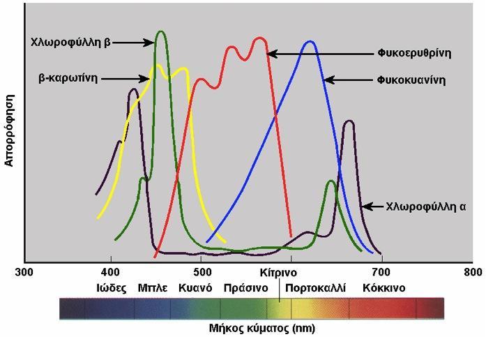 Εκείνα μήκη κύματος που απορροφώνται από τις χρωστικές του χλωροπλάστη αποτελούν τη Φωτοσυνθετικώς Χρήσιμη