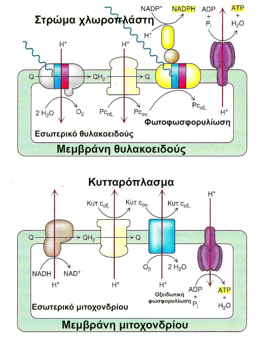 Φυκολογία Χλωροπλάστης - Μιτοχόνδριο 27 +686 kcal Τόσο στο χλωροπλάστη όσο και στο μιτοχόνδριο γίνονται ενεργειακοί μετασχηματισμοί από ειδικά μακρομόρια, χρωστικές-ένζυμα-κυτοχρώματα στο