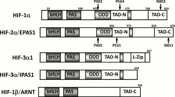 σταθερά επίπεδα. Στα κύτταρα των θηλαστικών τρία γονίδια εκφράζουν για τις ισομορφές της α- υπομονάδας HIF-1α, HIF-2α (EPAS1) και HIF-3α (IPAS) (6-8).