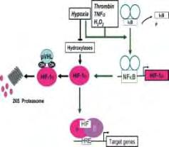 Α Β Εικόνα 3: Α) Ρύθμιση της μεταγραφής του γονιδίου HIF-1A από τον NF-κΒ (Gorlach et al., 2008).