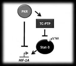 2 Ρύθμιση σε επίπεδο πρωτεϊνοσύνθεσης Η διέγερση της σύνθεσης του HIF-1α είναι ιστοειδική και εξαρτάται από τη δράση σηματοδοτικών μορίων, όπως οι αυξητικοί παράγοντες και οι κυτοκίνες, που