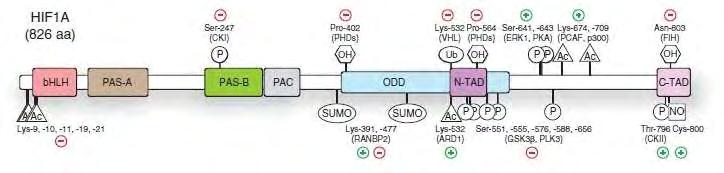 Εικόνα 5: Αναπαράσταση της δομής του HIF-1α με ενδείξεις για τις θέσεις διαφόρων μεταμεταφραστικών τροποποιήσεων, των ενζύμων που τις καταλύουν και του θετικού ή αρνητικού ρόλου της τροποποποίησης