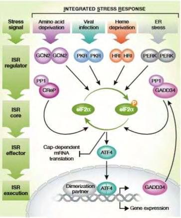 που είναι και το κομβικό σημείο στο πλαίσιο αυτής της σηματοδότησης και αφορά τη φωσφορυλίωση του eif2α γεγονός που σημαίνει την μετάβαση στο επόμενο βήμα που είναι το αποτέλεσμα-επίδραση αυτής της