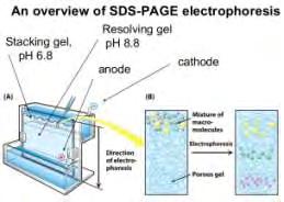 Α Β Εικόνα 17: Α) Σχηματικά αναπαράσταση του πολυμερισμού του ακρυλαμιδίου. Β) Αναπαράσταση συσκευής ηλεκτροφόρησης και διαχωρισμού σε πηκτή πολυακρυλαμιδίου.