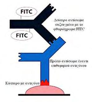 φωσφορικών αλάτων PBS (137 mm NaCl, 2,7 mm KCl, 8 mm Na 2 HPO 4, 1,46 mm KH 2 PO 4 ). Για την αποκόλλησή τους, έγινε επίδραση με το ένζυμο τρυψίνη (1 ml τρυψίνη-εdta 1x σε PBS) για 3-5 λεπτά.