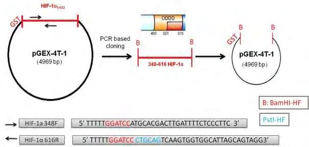 με σκοπό την ενίσχυση και τον πολλαπλασιασμό του cdna της περιοχής 348-616 του HIF-1α ή HIF-1α (348-616), όπως αναγράφεται αναλυτικά στην ενότητα «Υλικά και Μέθοδοι».