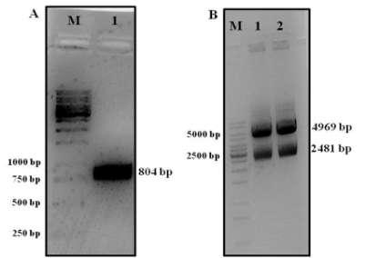 Μ: μάρτυρες μοριακού βάρους 1,2: προϊόν της PCR (η αντίδραση 50 μl μοιράστηκε σε δύο διαδρομές) Η ενίσχυση του τμήματος cdna του HIF-1α (348-616), πιστοποιήθηκε μετά από ηλεκτροφορητική ανάλυση η