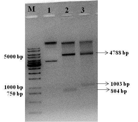 Εικόνα 25: Επιβεβαίωση της κατασκευής του πλασμιδίου pgex-4t1-hif-1α (348-616). Μ: μάρτυρες μοριακού βάρους, 1: άκοπο πλασμίδιο, 2: προϊόντα πέψης με ΒamHI, 3: προϊόντα πέψης με PstI. 4.1.2 Υπερέκφραση και καθαρισμός των ανασυνδυασμένων πολυπεπτιδίων GST-HIF- 1α(348-616), GST-HIF-1α(530-826) και GST-HIF-1α(652-826).