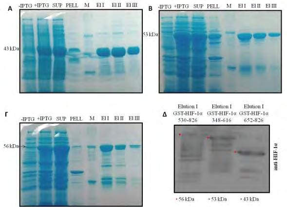 Εικόνα 26: Ανάλυση δειγμάτων των καλλιεργειών (-/+ IPTG), των κλασμάτων φυγοκέντρησης (sup/pellet) και των κλασμάτων έκλουσης από GSH-Sepharose (Εlution I, II, III) των GST-HIF1α 652-826(Α),
