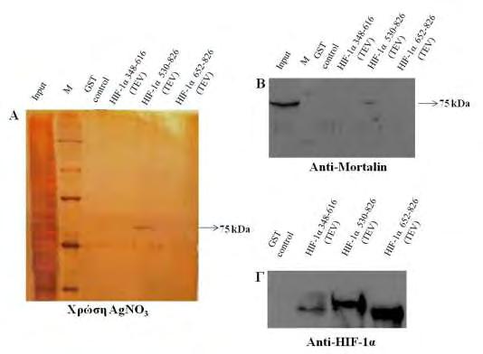 4.1.3 Συγκατακρήμνιση (in vitro pull down assays) πρωτεϊνών κυττάρων Huh7 με τις χιμαιρικές πρωτεΐνες GST-HIF-1α 530-826, GST-HIF-1α 652-826 και GST-HIF-1α 348-616.