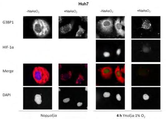 Η ενεργοποίηση της κυτταρικής απόκρισης στην υποξία κάτω από τις συνθήκες του πειράματος επιβεβαιώθηκε από την επαγωγή του ΗΙF-1α και τον εντοπισμό του στον πυρήνα τόσο σε κύτταρα Huh7 (Εικόνες 28 &