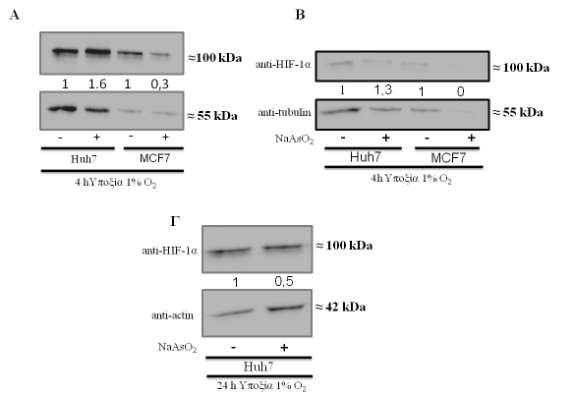 4.2.2 Ανάλυση των πρωτεϊνικών επιπέδων του HIF-1α Για να μελετηθεί η επίδραση του οξειδωτικού στρες και του συνεπακόλουθου σχηματισμού κοκκιδίων τους στρες στην επαγωγή του HIF-1α από την υποξία,