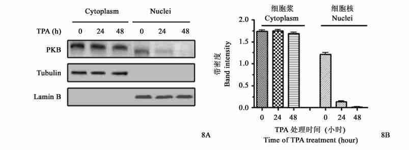 7 Effect of TPA on the phosphorylation of PKBΠThr308 in gastric cancer BGC2823 cells.