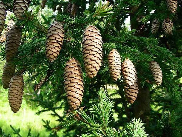Picea abies