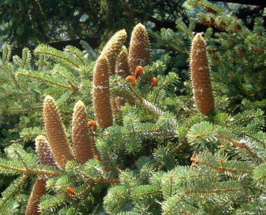Ροδόπη Abies