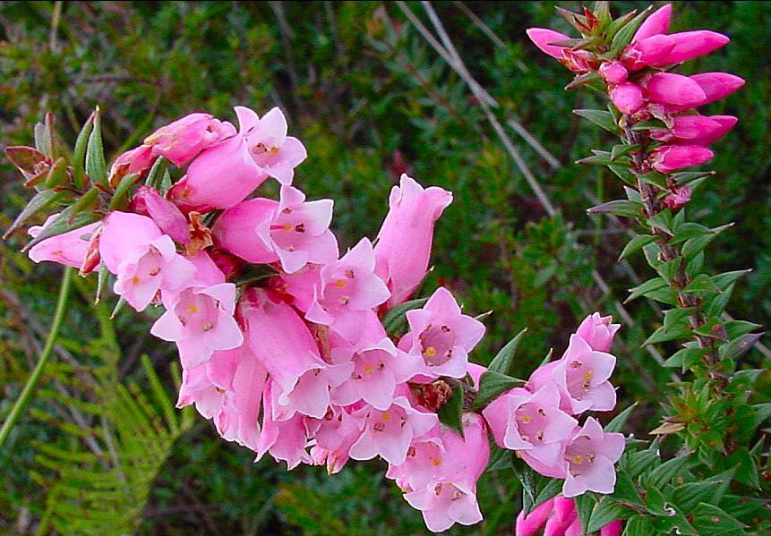 Epacris impressa
