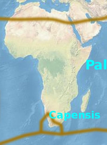 Καλής Ελπίδας Το μικρότερο σε έκταση (8.000 km²) με ~6.000 είδη Χαρακτηριστικά γένη: Mesembryanthemum, Pelargonium, Erica Οικογ.