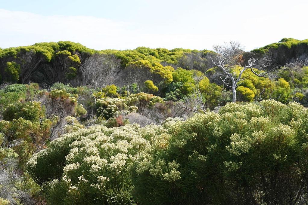 Σκληρόφυλλη θαμνώδης βλάστηση, Fynbos (Ολλ. fine-leaved plants) Δυτ.