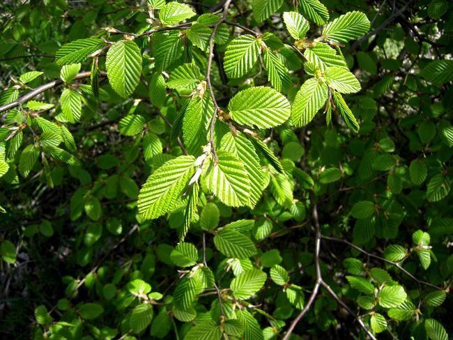 sylvatica (Ευρωπ.