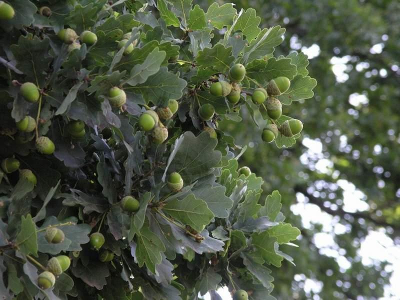 Υπομεσογειακή Τη χαρακτηρίζουν θερμόφιλα φυλλοβόλα είδη (μεταβατικές διαπλάσεις από τα αείφυλλασκληρόφυλλα της μεσογειακής περιοχής) Κυρίαρχο είδος: