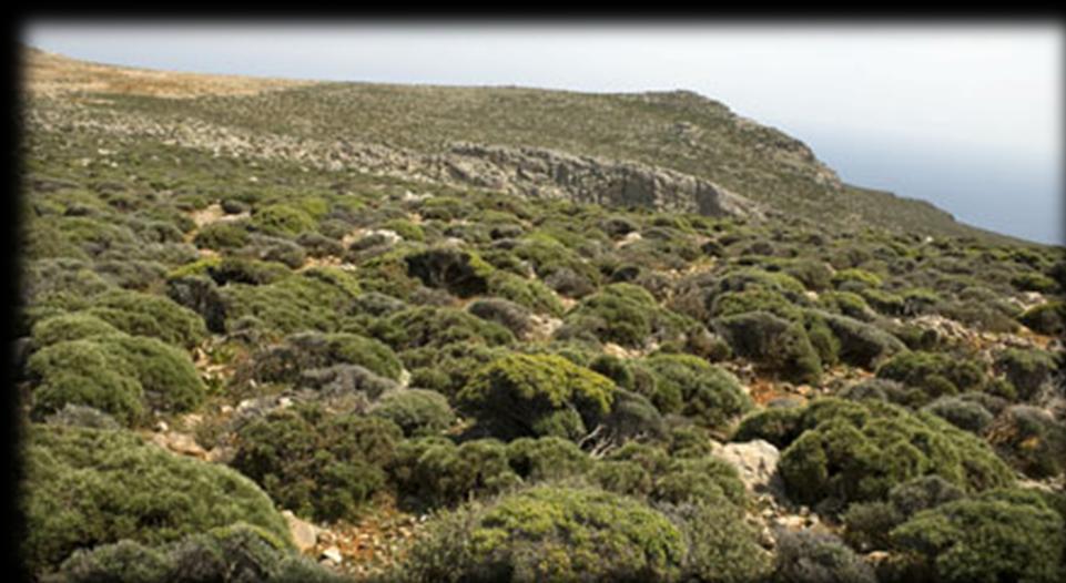 πλούσια χλωρίδα