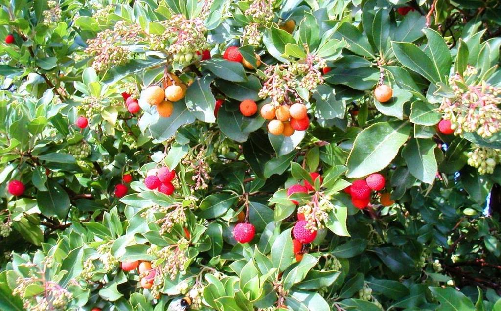 (πουρνάρι), Arbutus unedo
