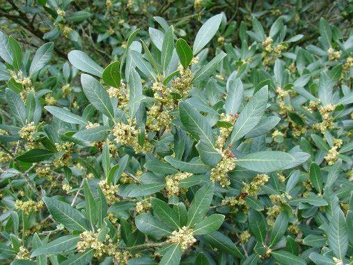 αdrachne, Pistacia lentiscus