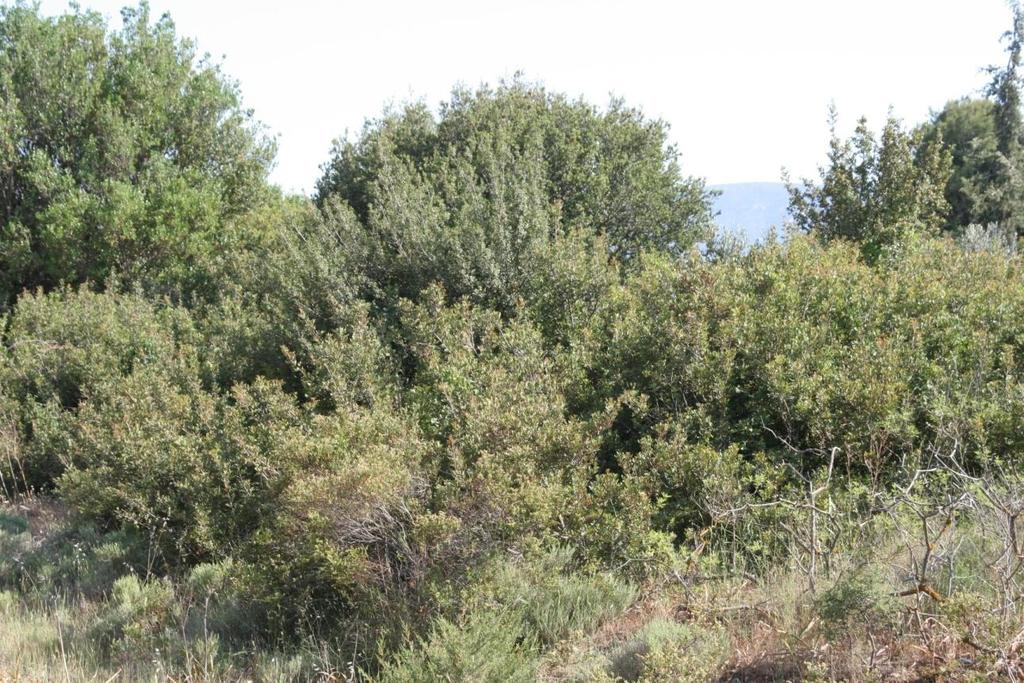 Μεσογειακή Η θαμνώδης αυτή βλάστηση υπό ευνοϊκές συνθήκες, κυρίως