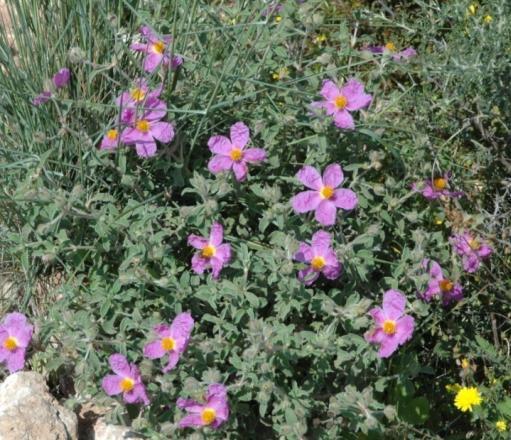 Euphorbia