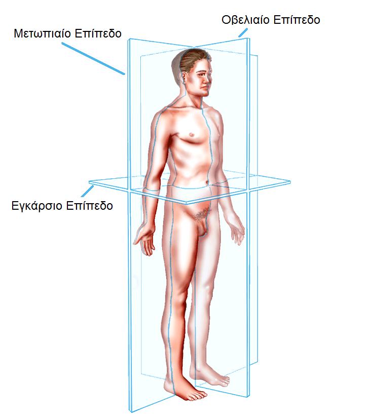 Οβελιαίο ή προσθιοπίσθιο επίπεδο έχει κατεύθυνση απο εμπρός προς τα πίσω καθέτως και χωρίζει το σώμα σε
