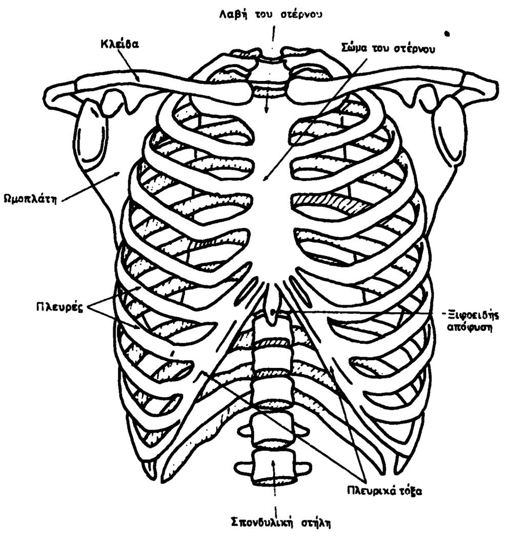 Θώρακας : Αποτελείται απο τα 12 ζεύγη πλευρών και το στέρνο.