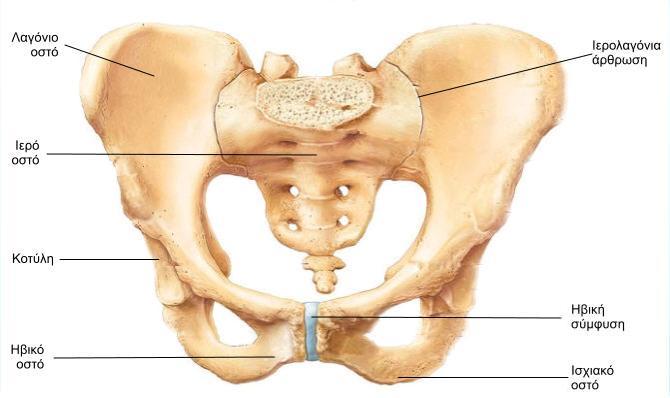Λεκάνη ή πύελος : Αποτελείται απο τα 2 ανώνυμα οστά και το ιερό οστό.το κάθε ανώνυμο οστό αποτελείται απο άλλα 3 οστά,το λαγόνιο οστό,το ισχιακό οστό και το ηβικό οστό.
