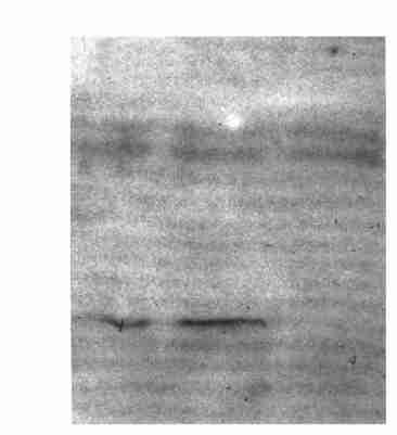 peptide PEX 15 l Myc 26 kd, prghsecmychis(fig 3) Myc PEX ( Myc, MycPEXΠpcDNA ) prghsecmychis, COS27,, Western 48 h 213 Myc 6 Myc His (Fig 4), Fig 3 Multiple cloning sequence of the eukaryotic