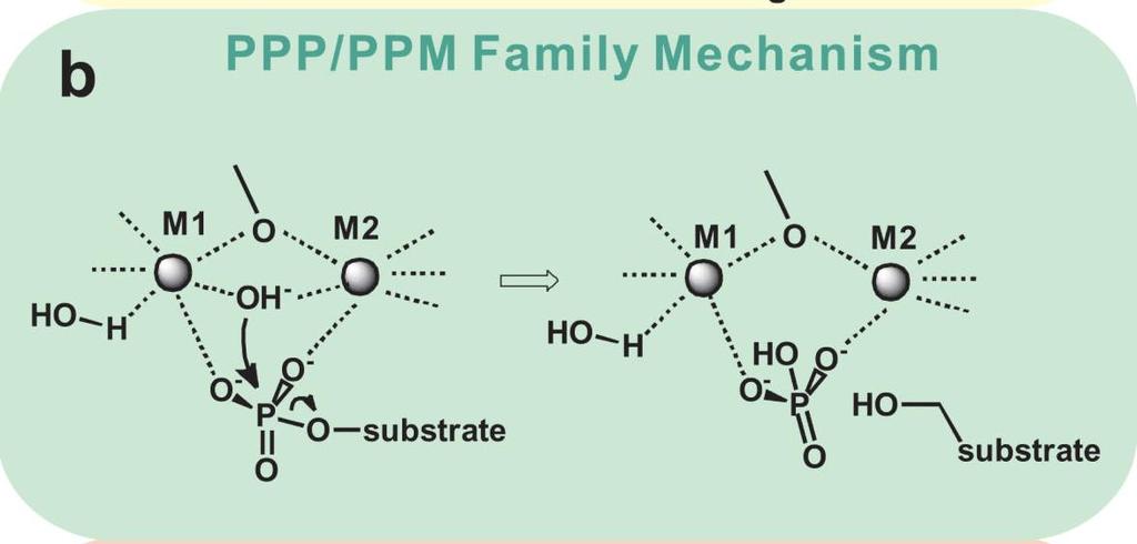 Σχήμα 36: Αλληλεπίδραση ATP με το ενεργό κέντρο της φωσφατάσης PP2A [59] Σχήμα 37: O γενικός καταλυτικός μηχανισμός της φωσφατάσης PP2A [60] Λαμβάνοντας υπόψην τα παραπάνω καθώς και τα αποτελέσματα