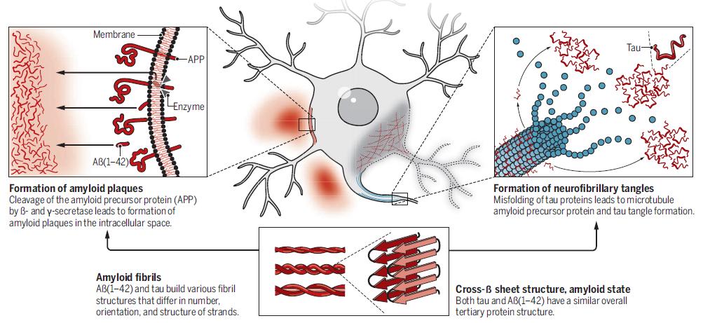 (αμυλοειδείς πλάκες) και τις ενδοκυτταρικές αποθέσεις πρωτεϊνικής επίσης φύσεως που ονομάζονται νευροϊνώδη συσσωματώματα (neurofibrillary tangles, NFT), τα οποία συσσωρεύονται στον ιππόκαμπο, την