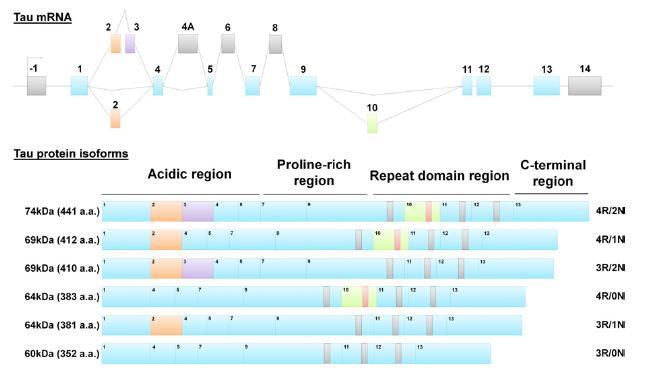 μικροσωληνίσκους, είναι η σταθεροποίηση του νευρωνικού κυτταροσκελετού. [32], [33], [34] Η τ-πρωτεΐνη κωδικοποιείται από ένα μόνο γονίδιο που βρίσκεται στο 17q21.