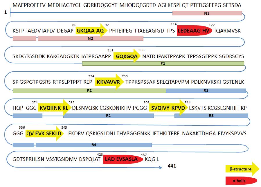 κωδικοποιείται από τα εξόνια 9-12 και περιέχει τέσσερις επαναλαμβανόμενες περιοχές R1, R2, R3 και R4 επίσης αποκαλούμενες περιοχές σύνδεσης των μικροσωληνίσκων (microtubule-binding domains, MBD) και