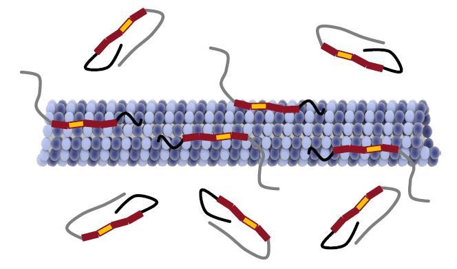 Σχήμα 16: Σύνδεση της τ-πρωτεΐνης με τους μικροσωληνίσκους [15] 2.