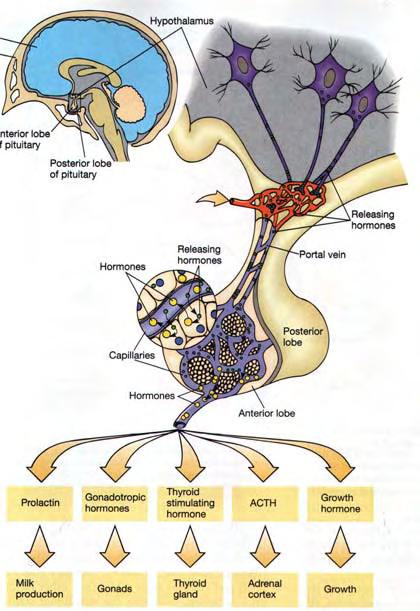 24 Εικόνα 14. Ιεραρχία των οργάνων που παράγουν ορμόνες, όπως παρατηρείται στο σύστημα υποθάλαμου-υπόφυσης. Ο μηχανισμός διαδοχικής έκκρισης ορμονών του συστήματος αυτού ρυθμίζεται με αυστηρό τρόπο.