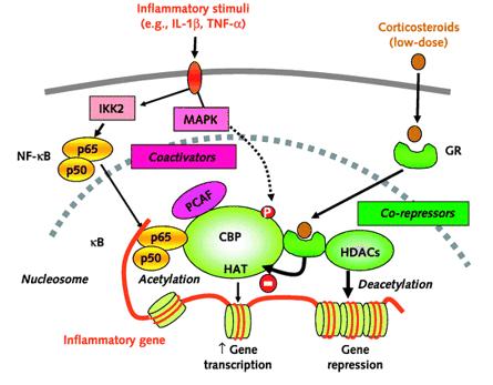 Επιπλέον αρκετές χυμοκίνες, ένζυμα όπως inos και COX ΙΙ και μόρια όπως ICAM-1 και VCAM-1 ρυθμίζονται με αυτό τον τρόπο. Εικόνα 18. Επαγωγή έκφρασης αντιφλεγμονωδών γονιδίων από τα γλυκοκορτικοειδή.
