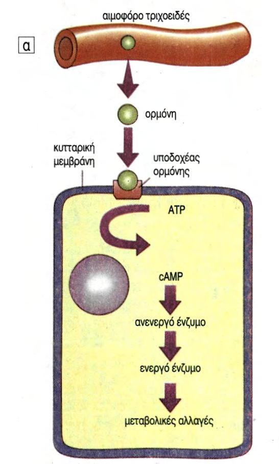 8 και τα α κύτταρα των νησιδίων αντίστοιχα. Τέλος οι ορμόνες μπορούν να δράσουν και στα ίδια τα κύτταρα που τις παράγουν και η δράση αυτή ονομάζεται αυτοκρινική.