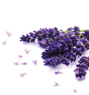 - ΡΙΓΑΝΕΛΑΙΟ Σ ΡΥΖΕΛΑΙΟ Κ LAVENDER OIL