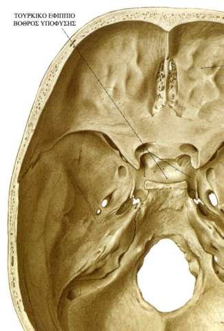 ΤΟΥΡΚΙΚΟ ΕΦΙΠΠΙΟ Αποτελεί την άνω επιφάνεια του σώματος του σφηνοειδούς. Εμφανίζει χονδρογενή οστεογένεση.