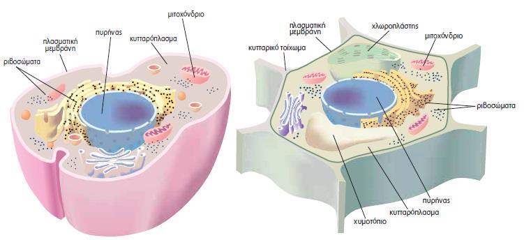 1.2 Κύτταρο: Η μονάδα της ζωής 5 1. Τι είναι το κύτταρο; Το κύτταρο είναι η μικρότερη μονάδα που μπορεί να: o τρέφεται, o αναπνέει, o αναπαράγεται κτλ., να εμφανίζει δηλαδή τα χαρακτηριστικά της ζωής.