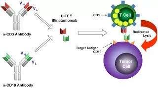 Μπλινατουμάμπη σε υποτροπή ή ανθεκτική Οξεία Λεμφοβλαστική Λευχαιμία Το CD 19 εκφράζεται στην επιφάνεια των βλαστών της Β-cell Precursor ALL σε ποσοστό >90%