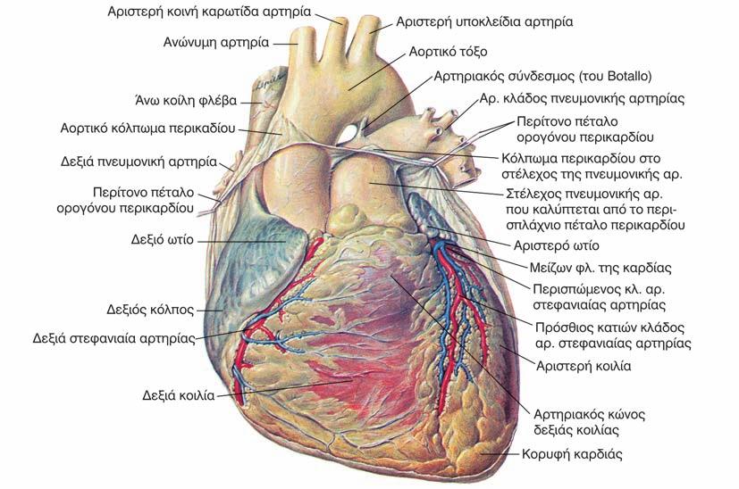 14 ΚΑΡΔΙΟΧΕΙΡΟΥΡΓΙΚΗ Εικόνα 1.1. Η πρόσθια επιφάνεια της καρδιάς και η