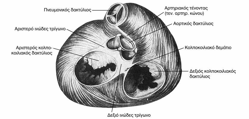 Ο ινώδης σκελετός της καρδιάς.